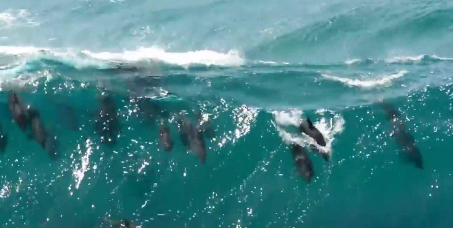 Dolphin Party Wave in Byron Bay Australia