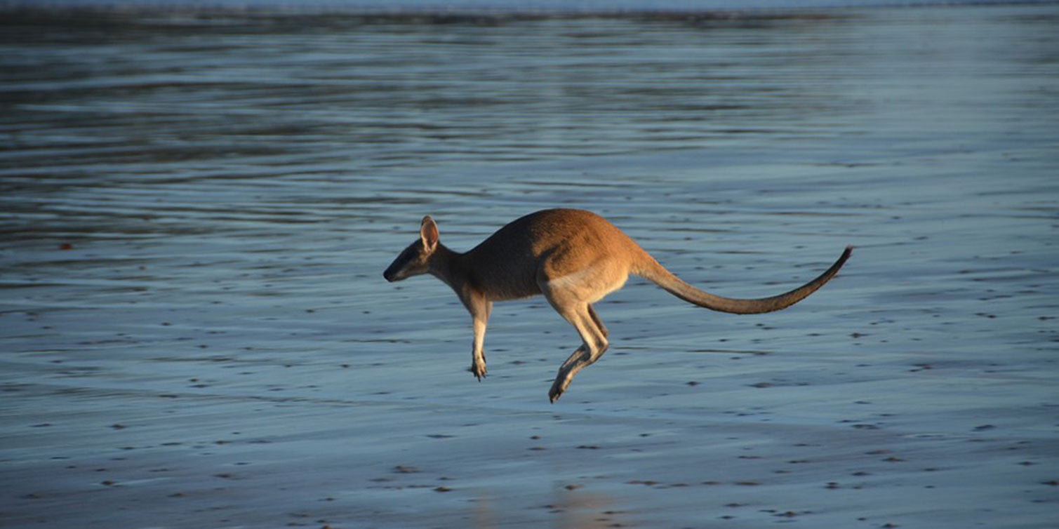 Bounce & Bodysurfer: This Kangaroo Is Having The Time of His Life - Now That's Salt Stoke
