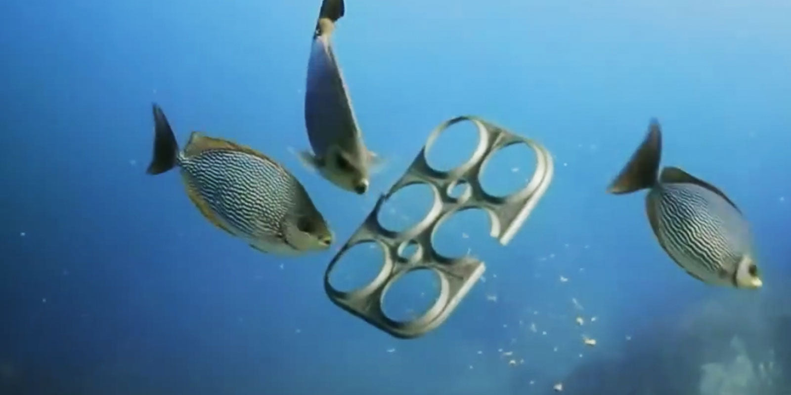 Innovative Products For The Ocean Beer Six Pack Ring Feeds Sea Animals