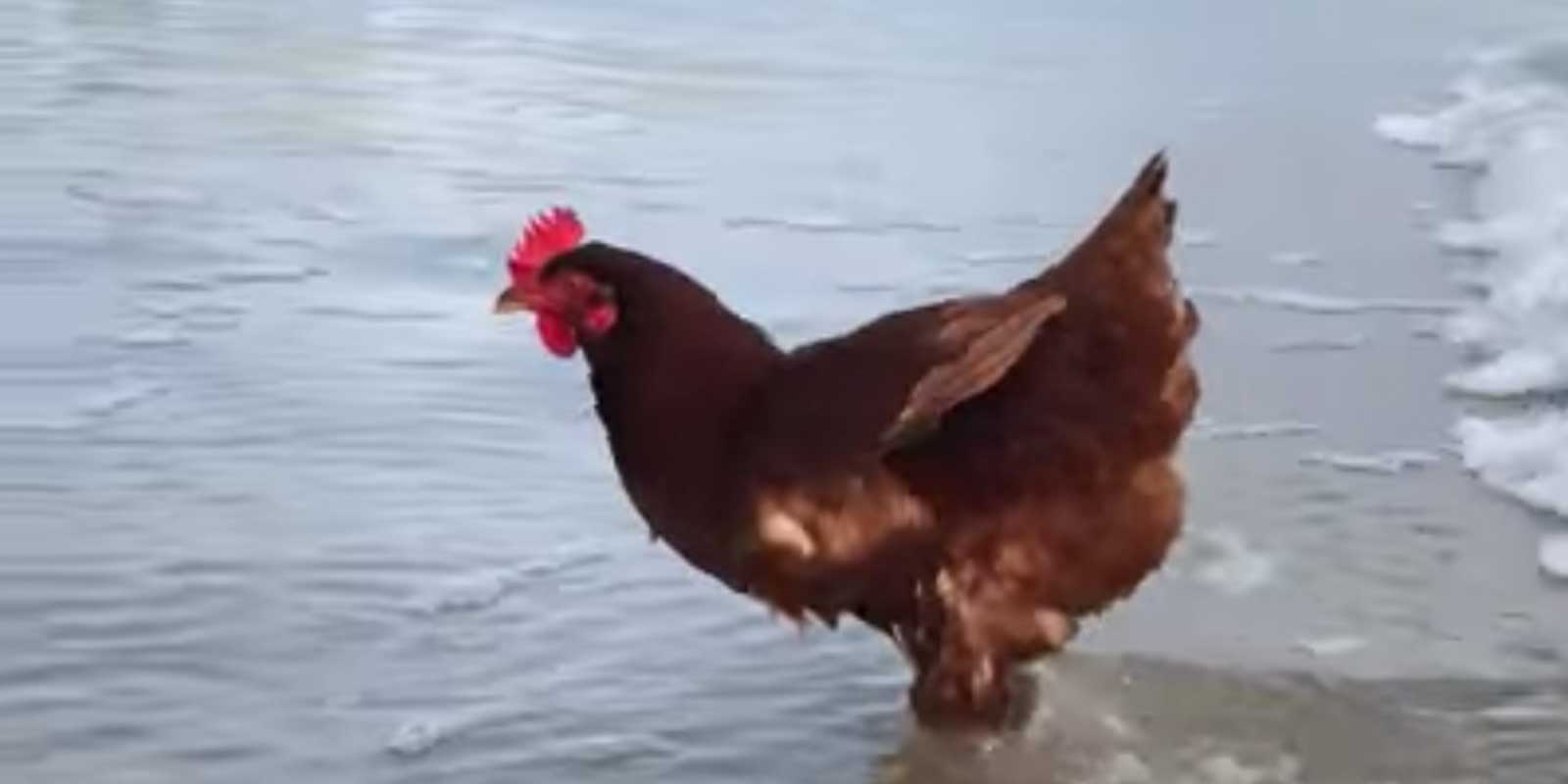 Why Did They Chicken Cross the Road?...To Go For A Bodysurf In Florida
